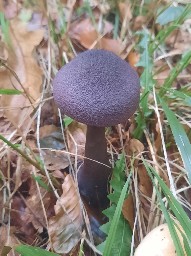 Cortinarius violaceus