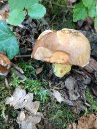 Butyriboletus roseogriseus