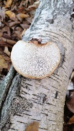 Fomitopsis betulina