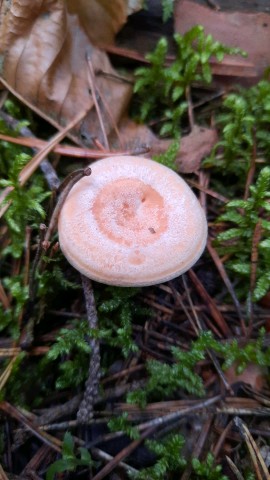 Lactarius chrysorrheus