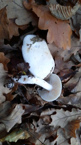 Tricholoma lascivum