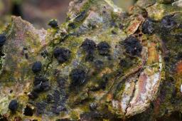 Massariovalsa megalospora