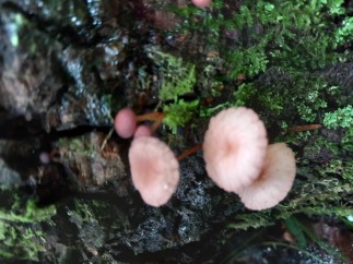Mycetinis scorodonius
