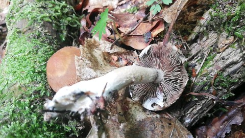 Psathyrella pertinax