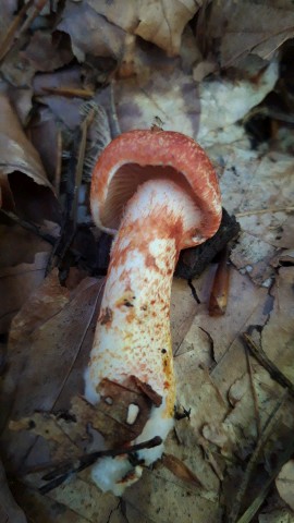 Cortinarius bolaris