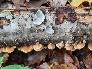 Plicaturopsis crispa