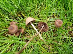 Panaeolina foenisecii