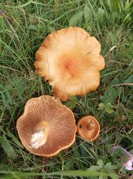 Lactarius porniniae