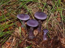 Cortinarius violaceus