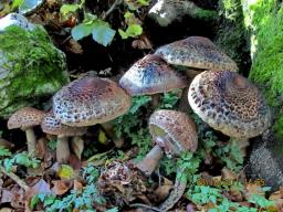 Macrolepiota olivascens