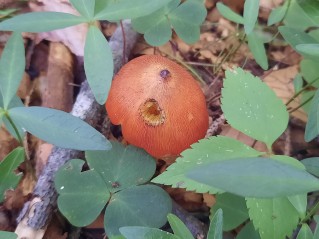 Hygrocybe conica