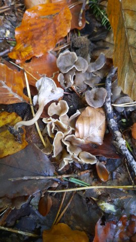 Craterellus undulatus