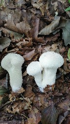 Lycoperdon perlatum