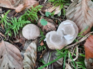 Clathrus archeri