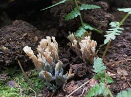 Clavulina coralloides