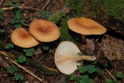 Paralepista flaccida