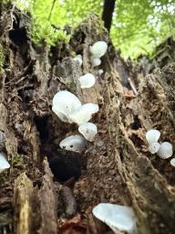 Pseudohydnum gelatinosum