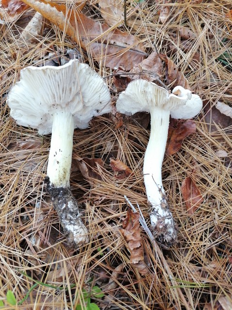 Tricholoma portentosum