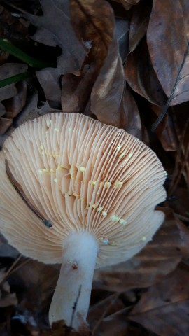 Lactarius chrysorrheus