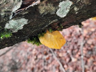 Tremella mesenterica