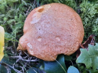Suillus tridentinus