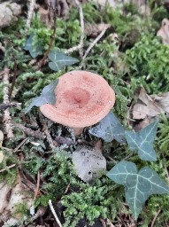 Lactarius chrysorrheus