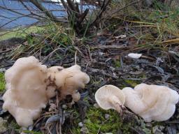 Clitocybe rivulosa