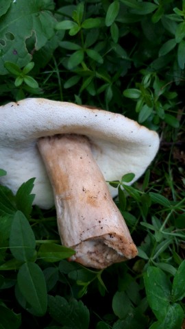 Gyroporus castaneus