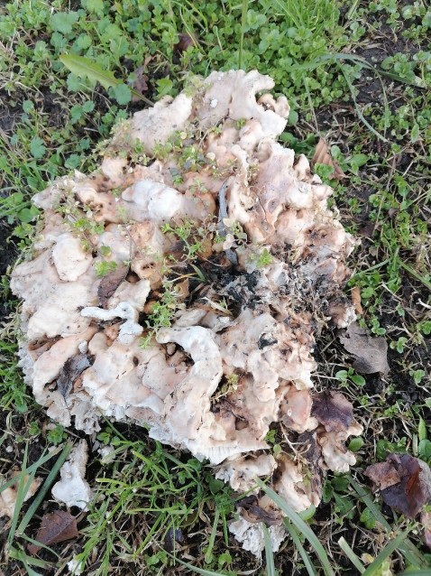 Laetiporus sulphureus