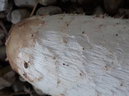 Coprinus comatus