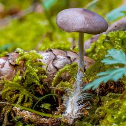 Mycena plumipes