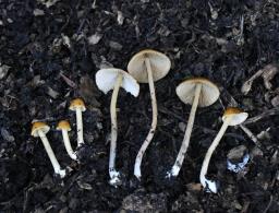 Conocybe aurea