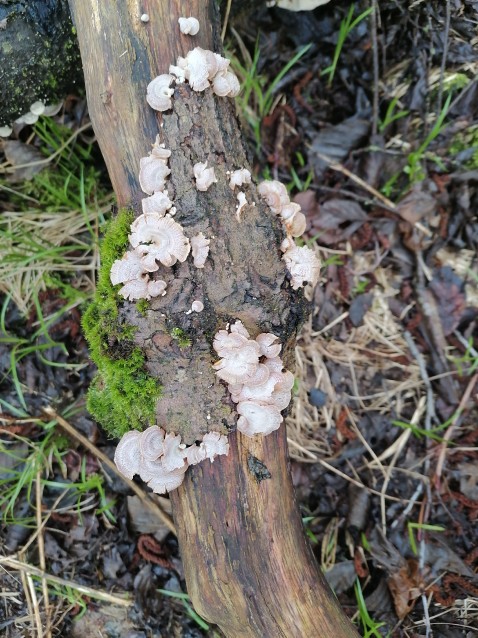 Schizophyllum commune