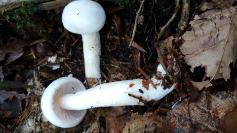 Hygrophorus cossus