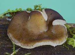 Psilopezia nummularia