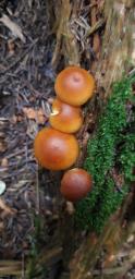 Gymnopilus penetrans