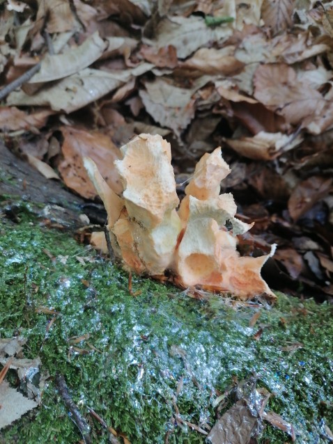 Laetiporus sulphureus