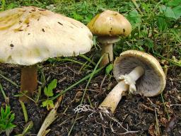 Stropharia eximia