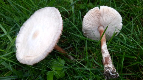 Leucoagaricus leucothites