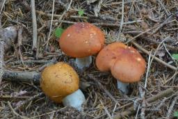 Russula decolorans