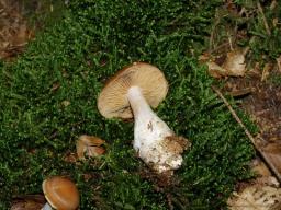 Cortinarius triformis