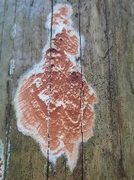 Gloeoporus taxicola