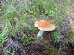 Cortinarius varius