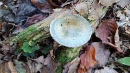 Stropharia caerulea