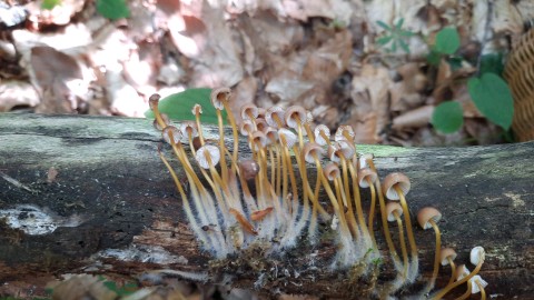 Mycena renati