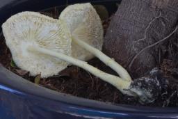 Leucocoprinus birnbaumii