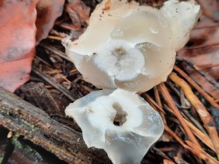 Clathrus archeri