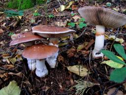 Cortinarius praestans