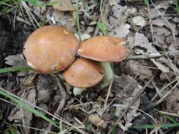 Suillus granulatus