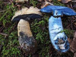 Gyroporus cyanescens
